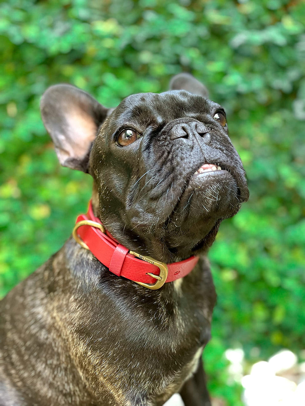 Tuff Pupper four sizes help fit every breed.