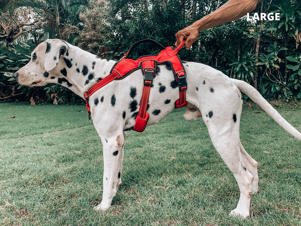 Tuff Pupper harness five-size options help achieve a precise fit.