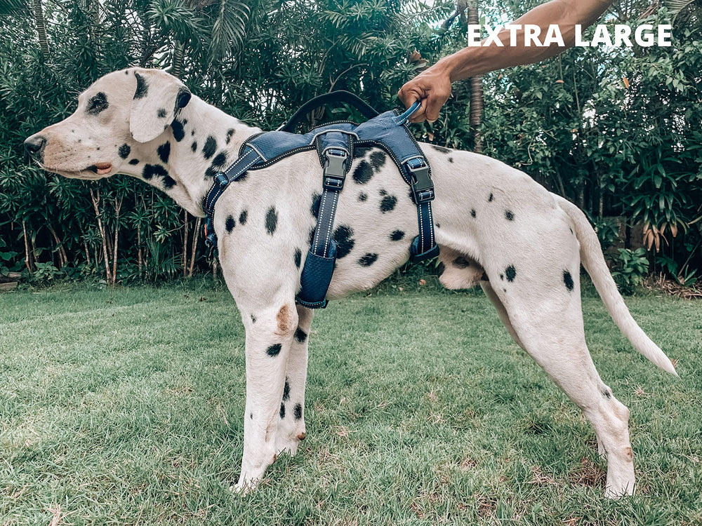 Tuff Pupper quick-release buckles for easy on/off during outdoor outings