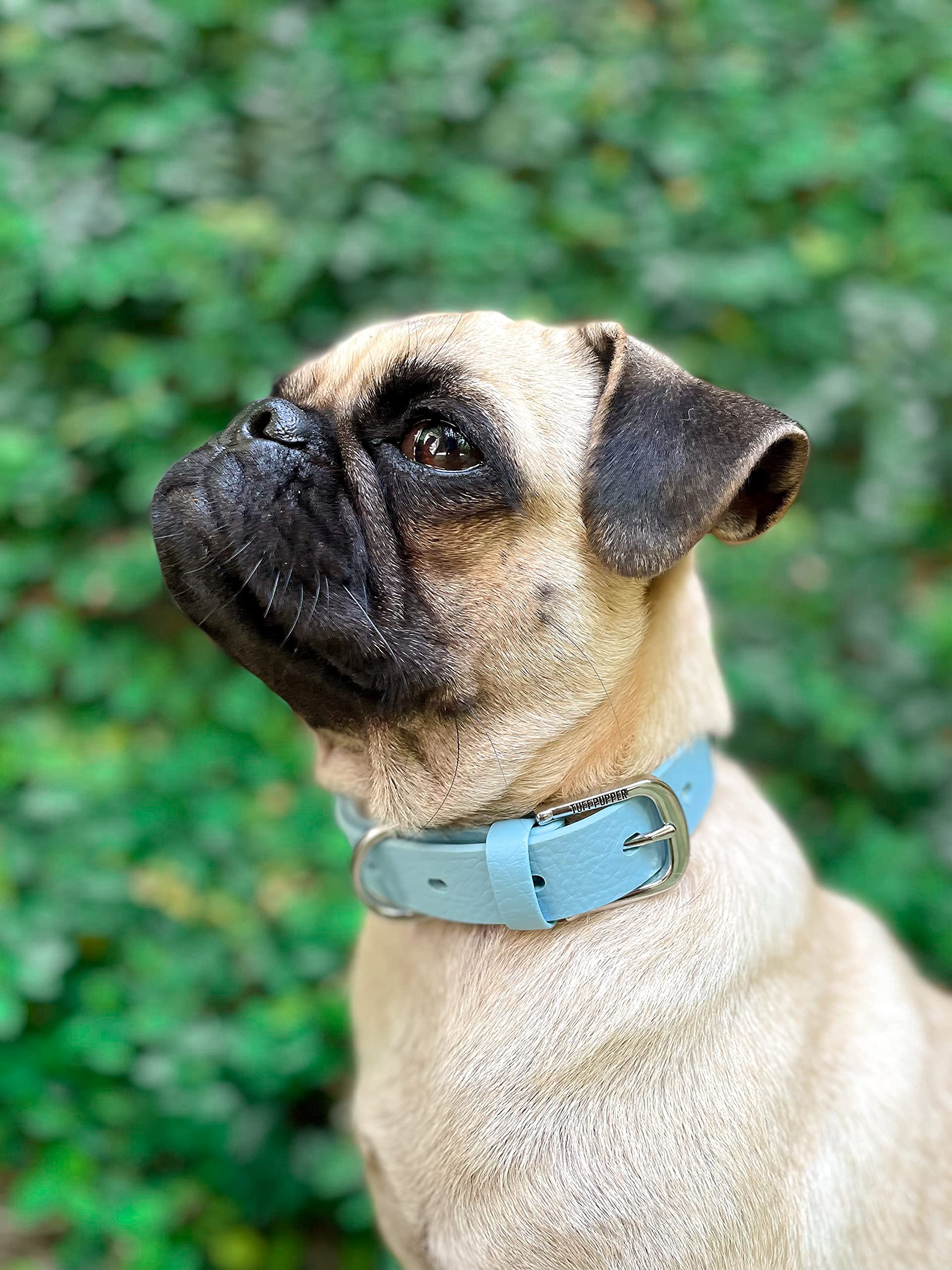 Tuff Pupper in-use image demonstrates secure fit during a brisk daily walk