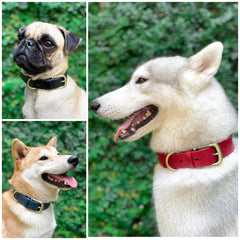 Tuff Pupper leather-style grain collar offers stylish comfort.