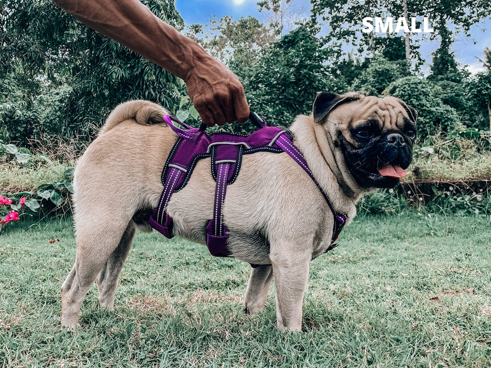 Tuff Pupper padded mesh ensures breathability during activity