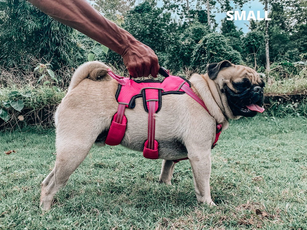 Tuff Pupper mesh padding delivers cooling comfort during active walks.