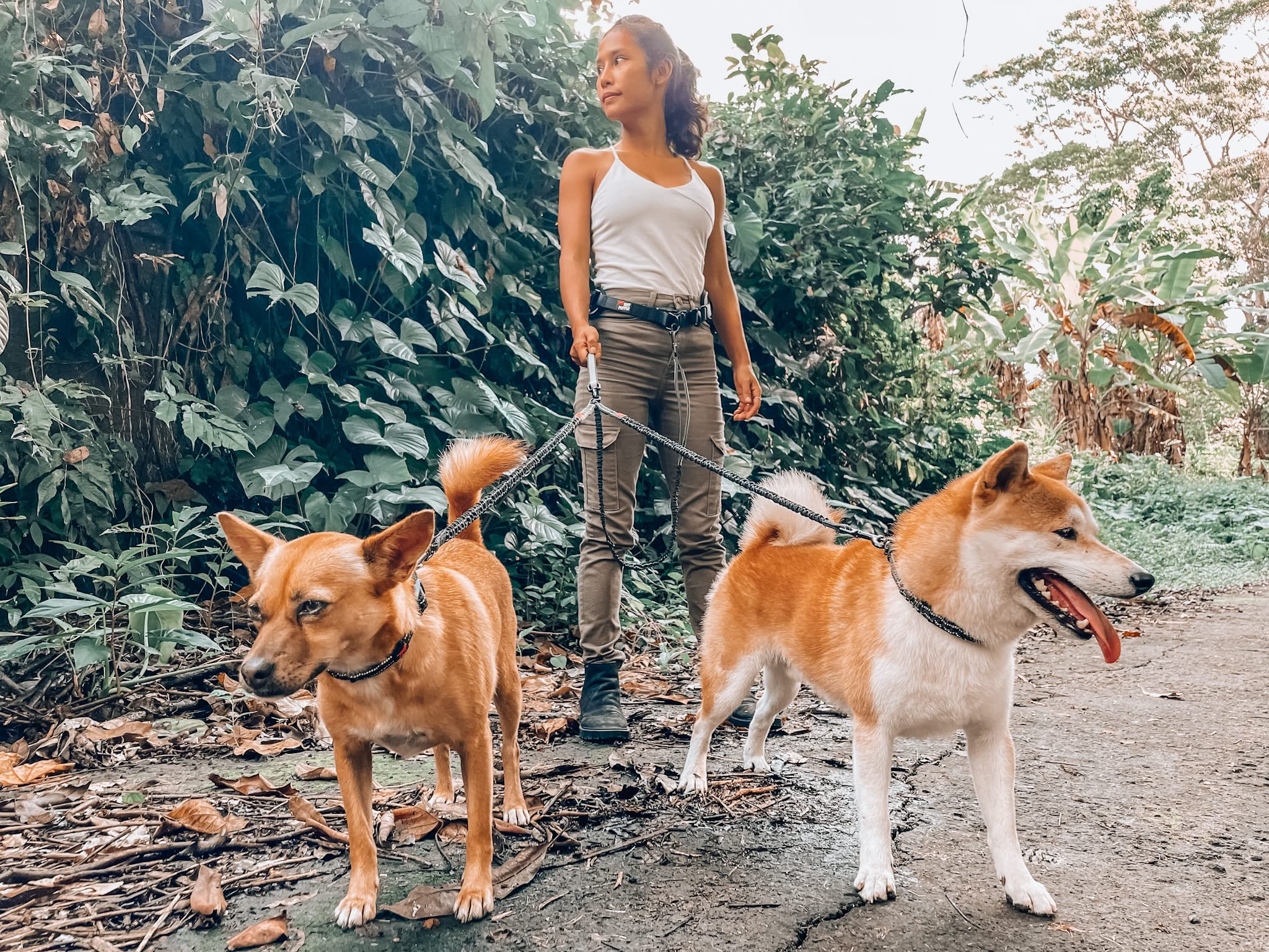 Tuff Pupper nighttime-safety-belt highlights reflective belt features