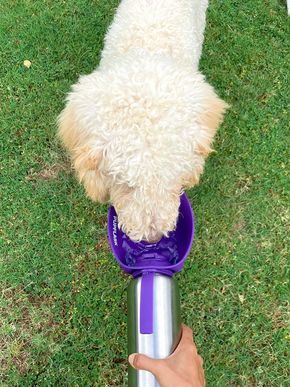 PupFlask at a park during a walk, ideal for hydration on the go