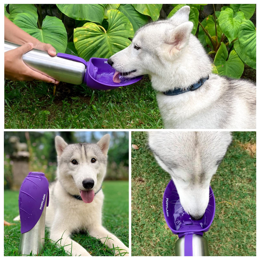 PupFlask in use during a park or trail walk for easy hydration