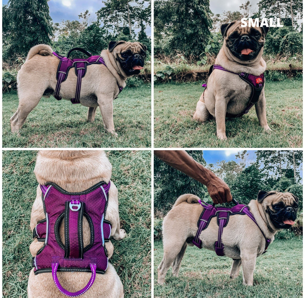 Tuff Pupper rear D-ring control for calm waiting and easy handling