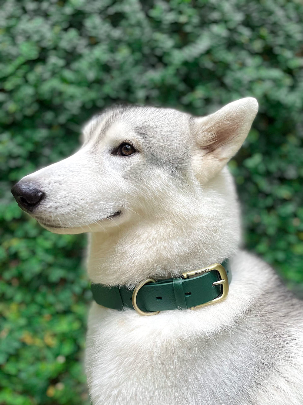 Tuff Pupper size chart collar demonstrates fit for multiple breeds