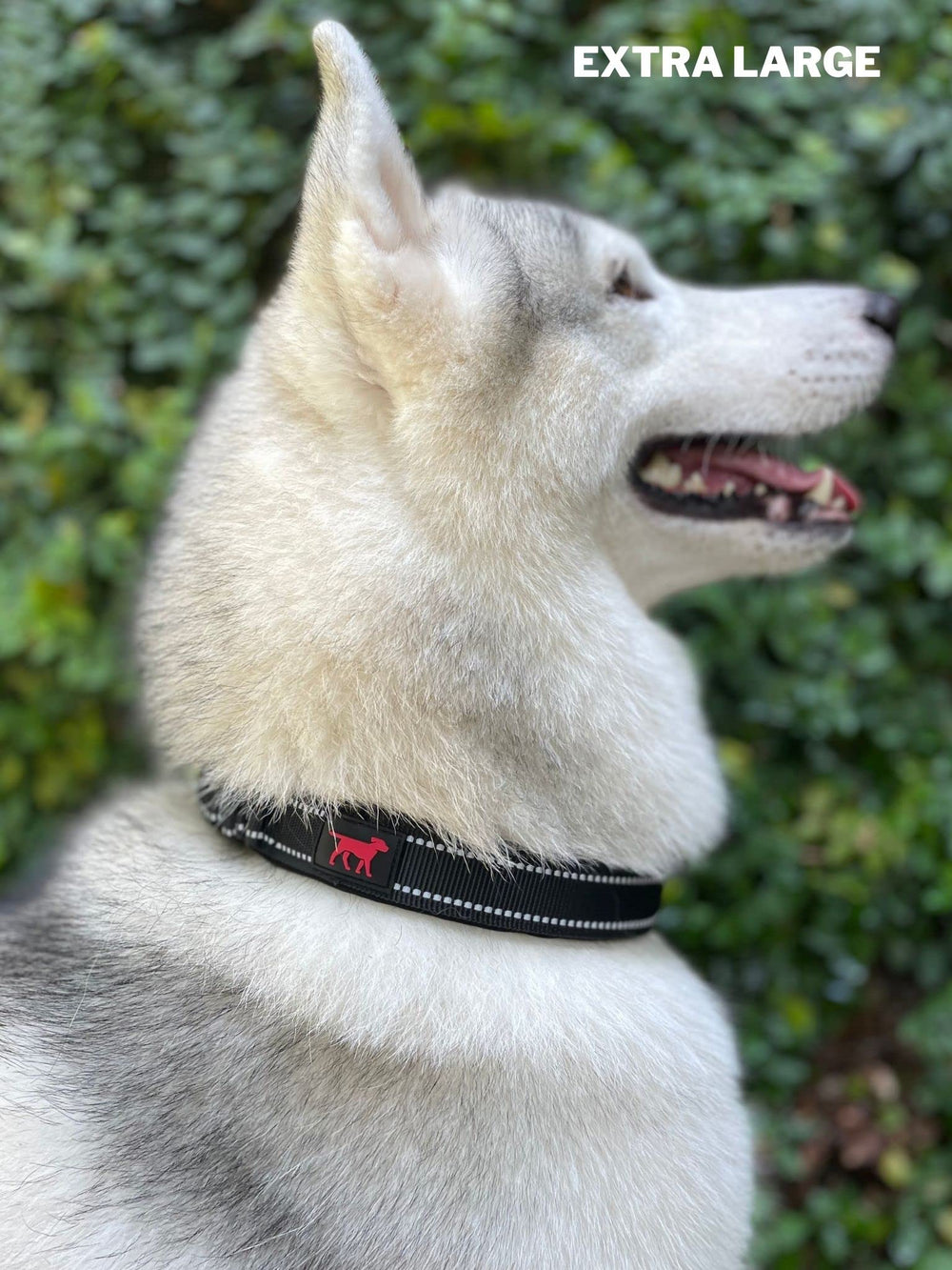 Tuff Pupper padded design prioritizes comfort during active play and training.