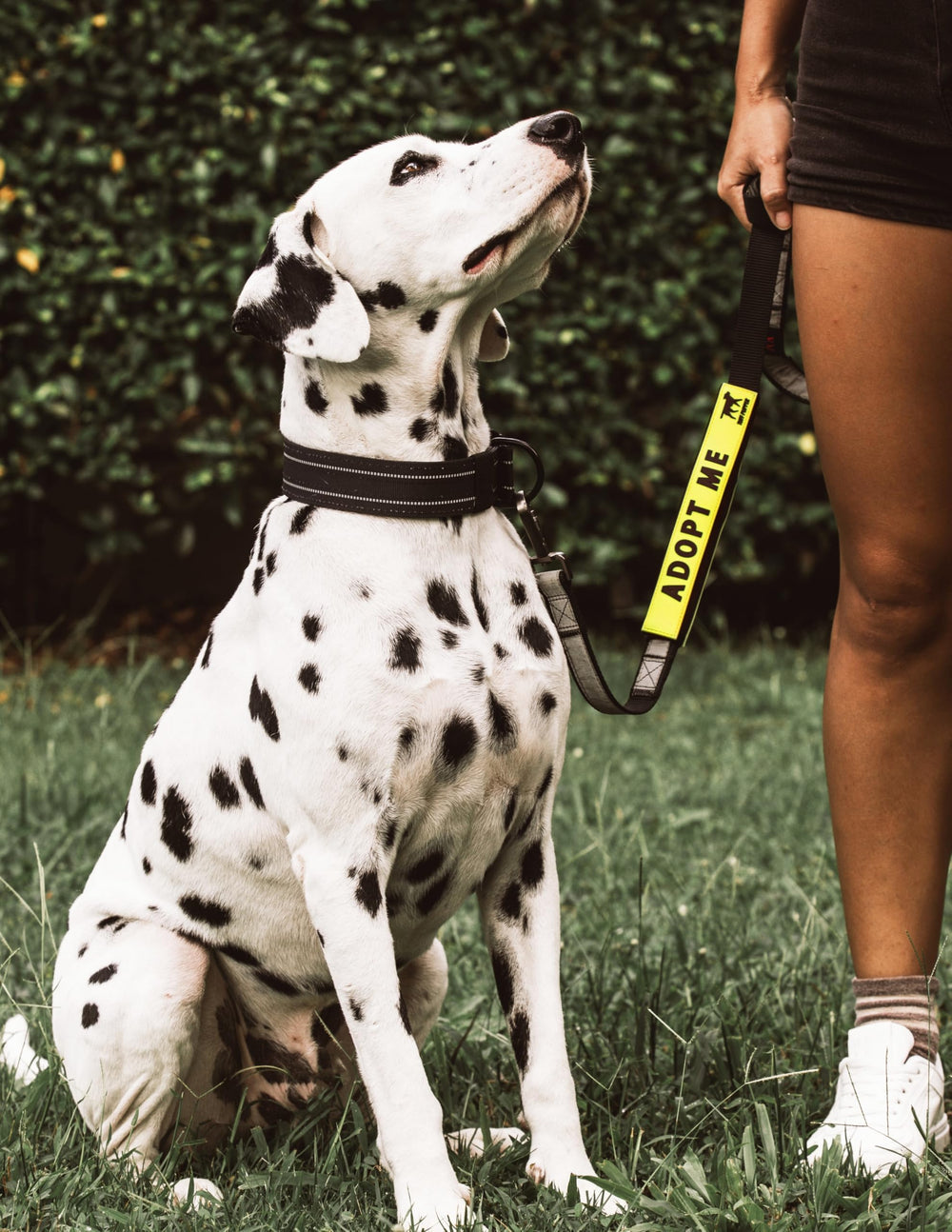 Tuff Pupper: uso en parques, playas y paseos, ideal para avisar a otros dueños.