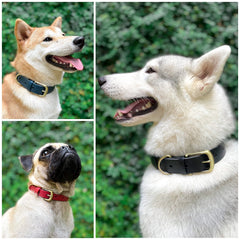Tuff Pupper Waterproof Odor-Proof Collar stays odor-free through rain, mud and water play