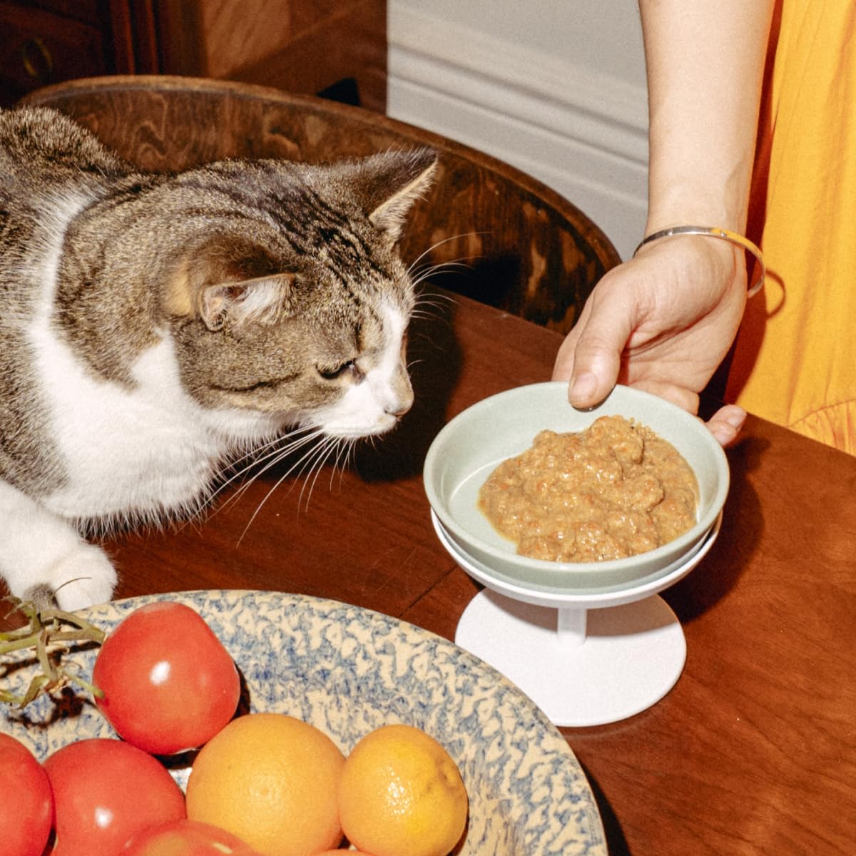 TUFT + PAW cat mealtime joy image shows a satisfied cat during feeding.