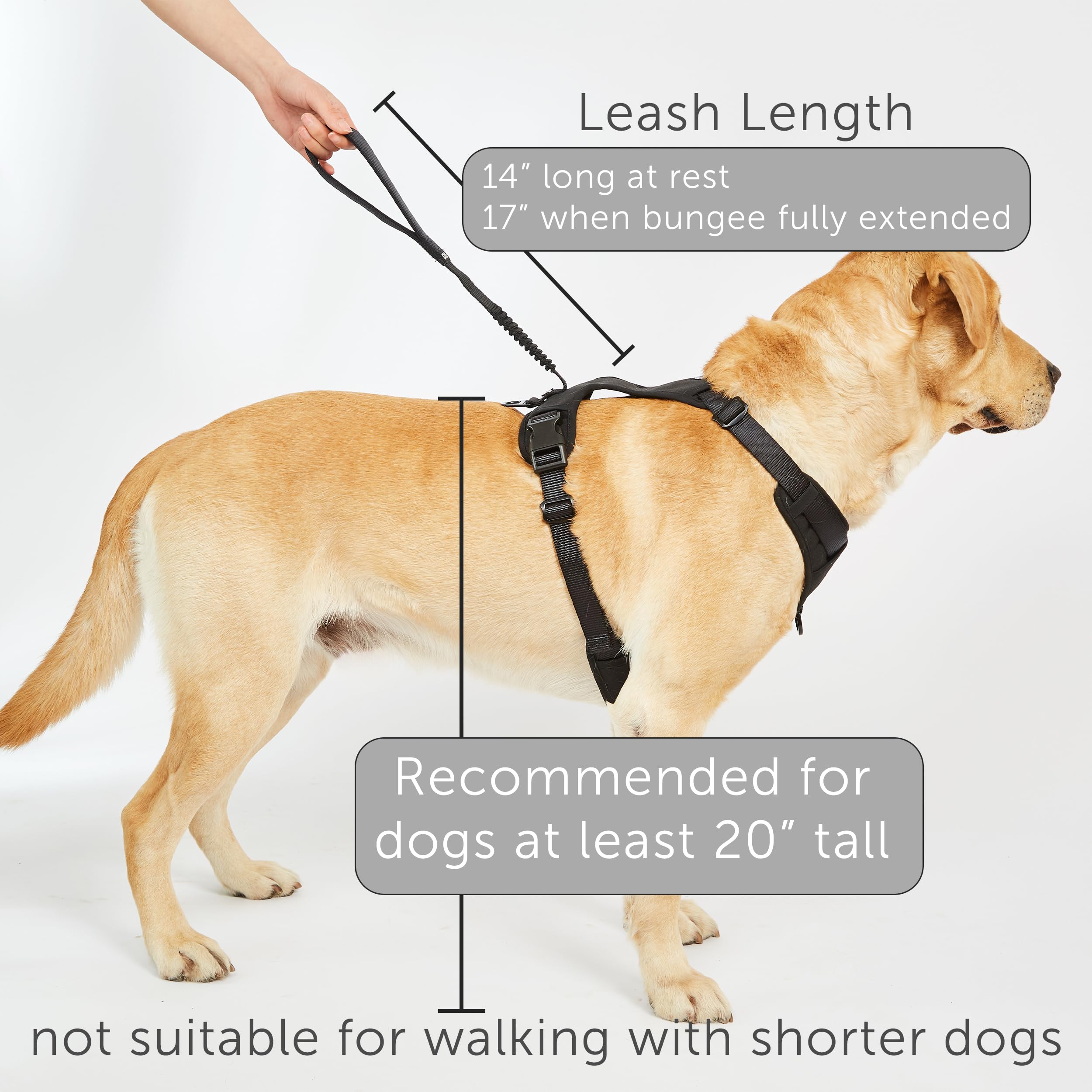 TUG Grab Harness adjustable-4-point-fit XL-green fits a range of dogs securely.