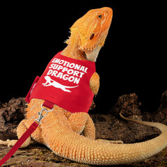 TUKOAW bearded dragon harness strap adjustment demonstrates customizable fit.