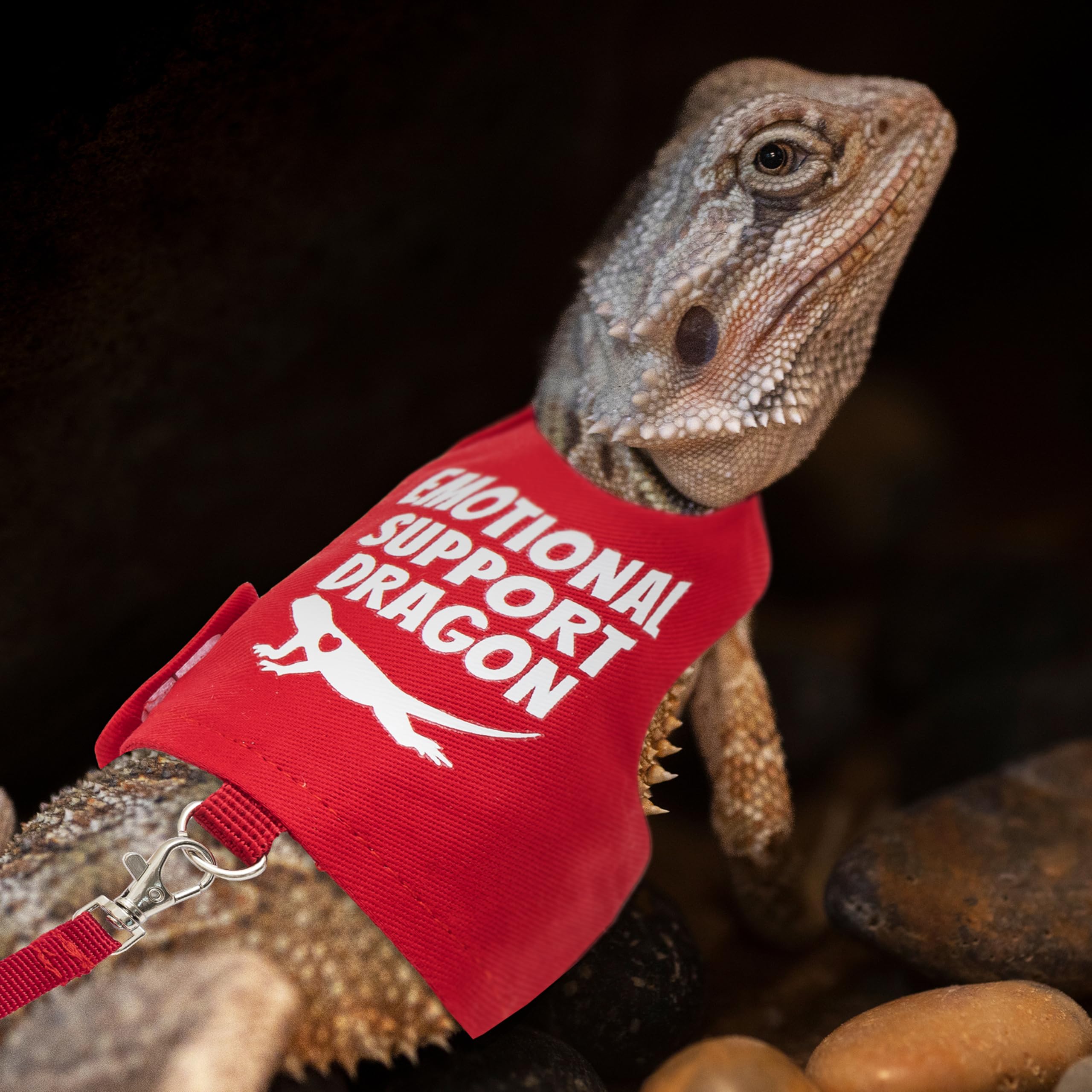TUKOAW bearded dragon walking outdoors image shows leash extension for gentle freedom.