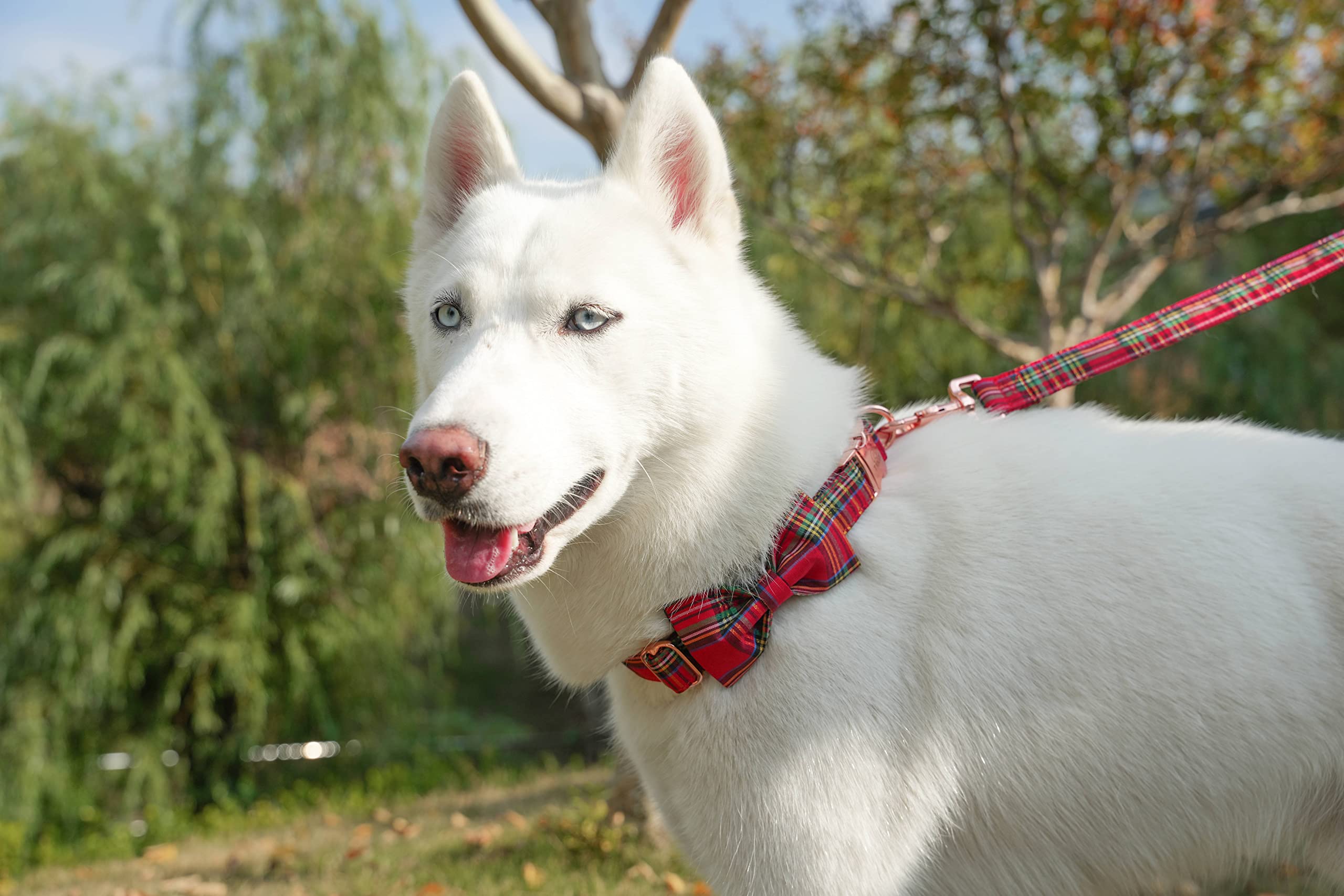 Tunkoo adjustable collar demonstrating best-fit guidance for small to large dogs