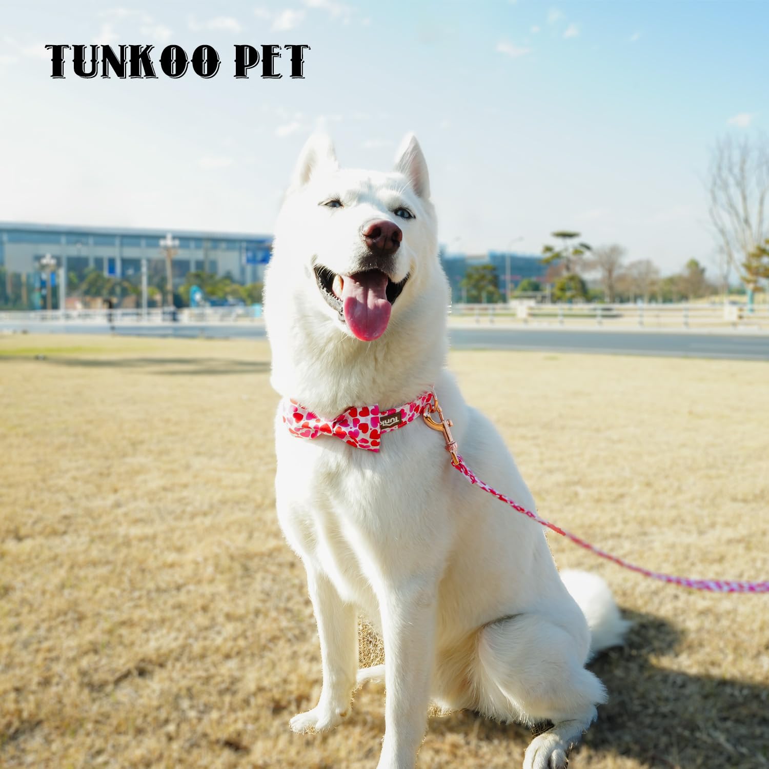 Dog walking with Tunkoo valentines collar demonstrating secure fit