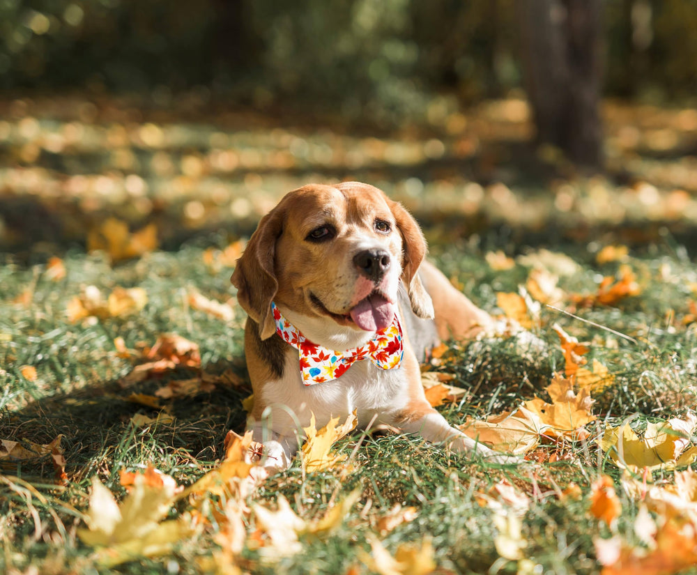 Tunkoo fall dog collar bow-tie side view highlights seasonal charm on outdoor strolls.