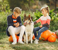Tunkoo pumpkin collar large size worn on a larger dog during an outdoor stroll.