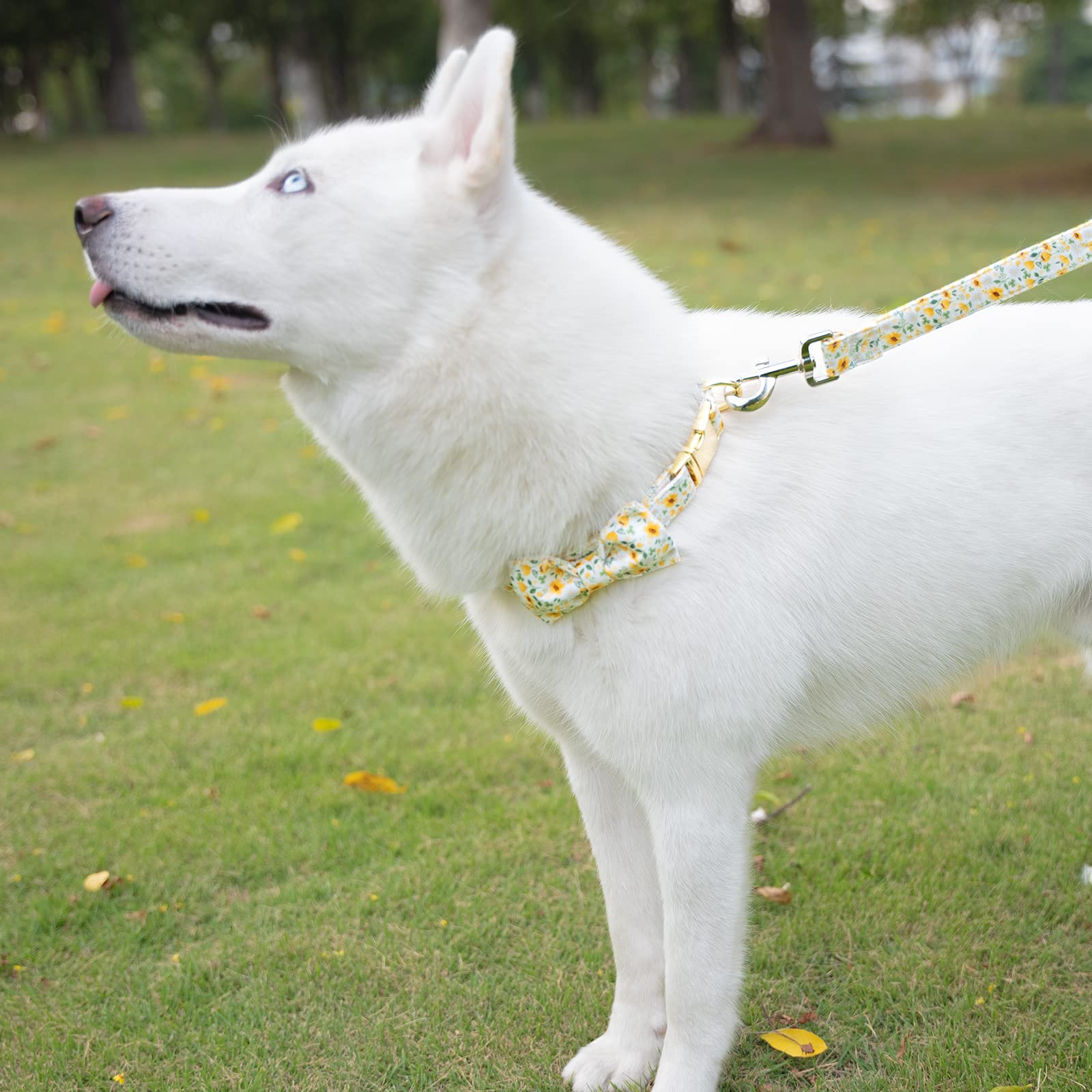 Tunkoo size guide collar showcasing yorkie fit and medium adjustments