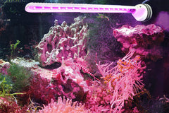 Tunze Eco Chic Refugium 8831 media compartment enables flexible filtration options.