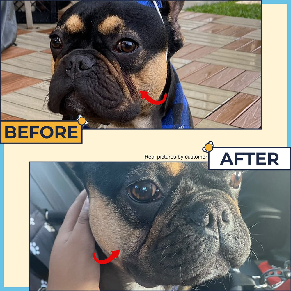 Two Pets and a Half wrinkle wipes on bulldog folds for debris removal.