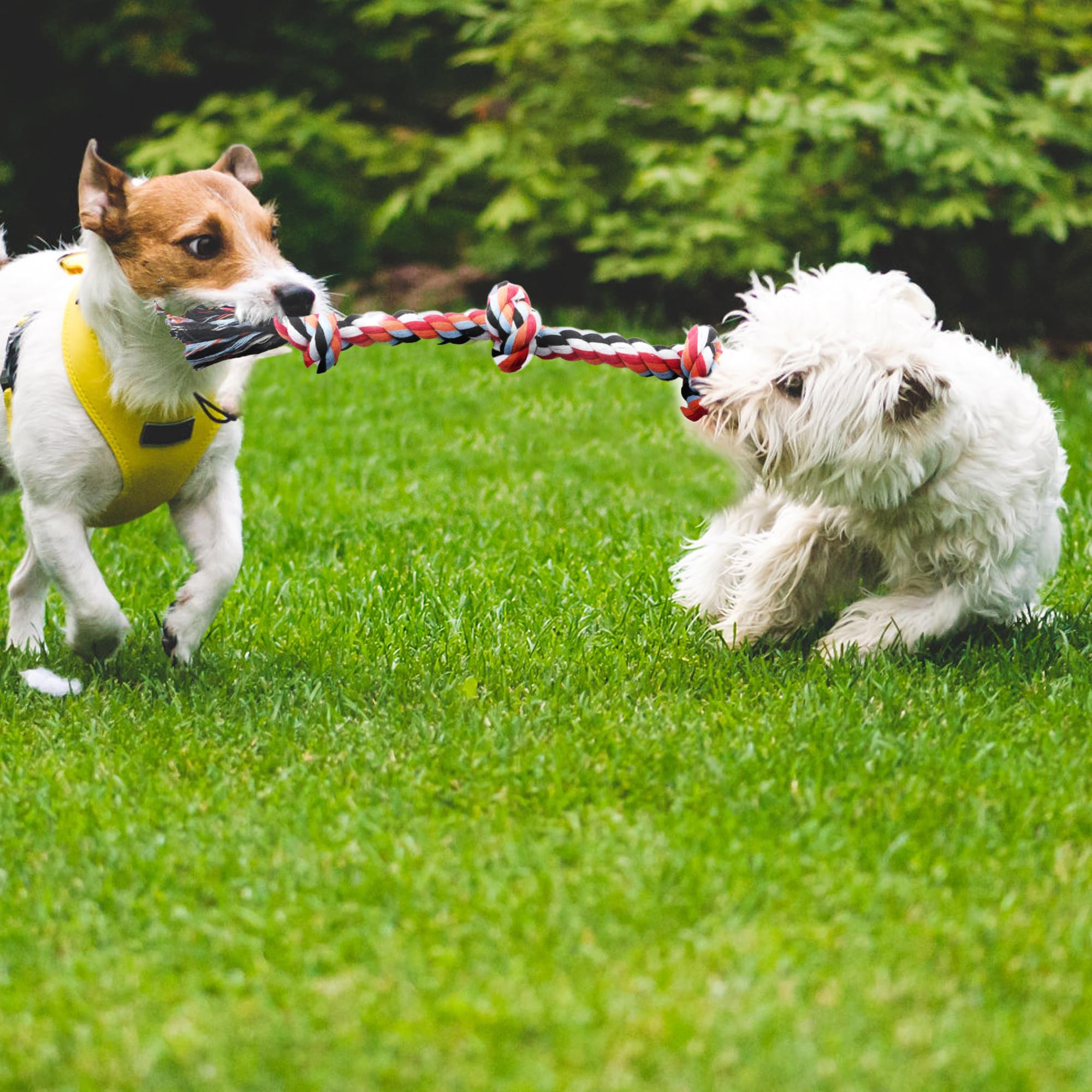 TwoEar dog rope toy 4-pack size-variety — mixed thickness to fit different grips.