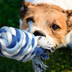 TwoEar dog rope toy 4-pack toss — perfect for tossing and indoor play.