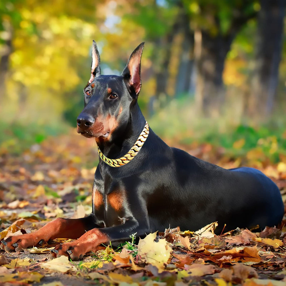 txprodogchains large-breed dog collar wear captures active dogs on walks and outdoor adventures