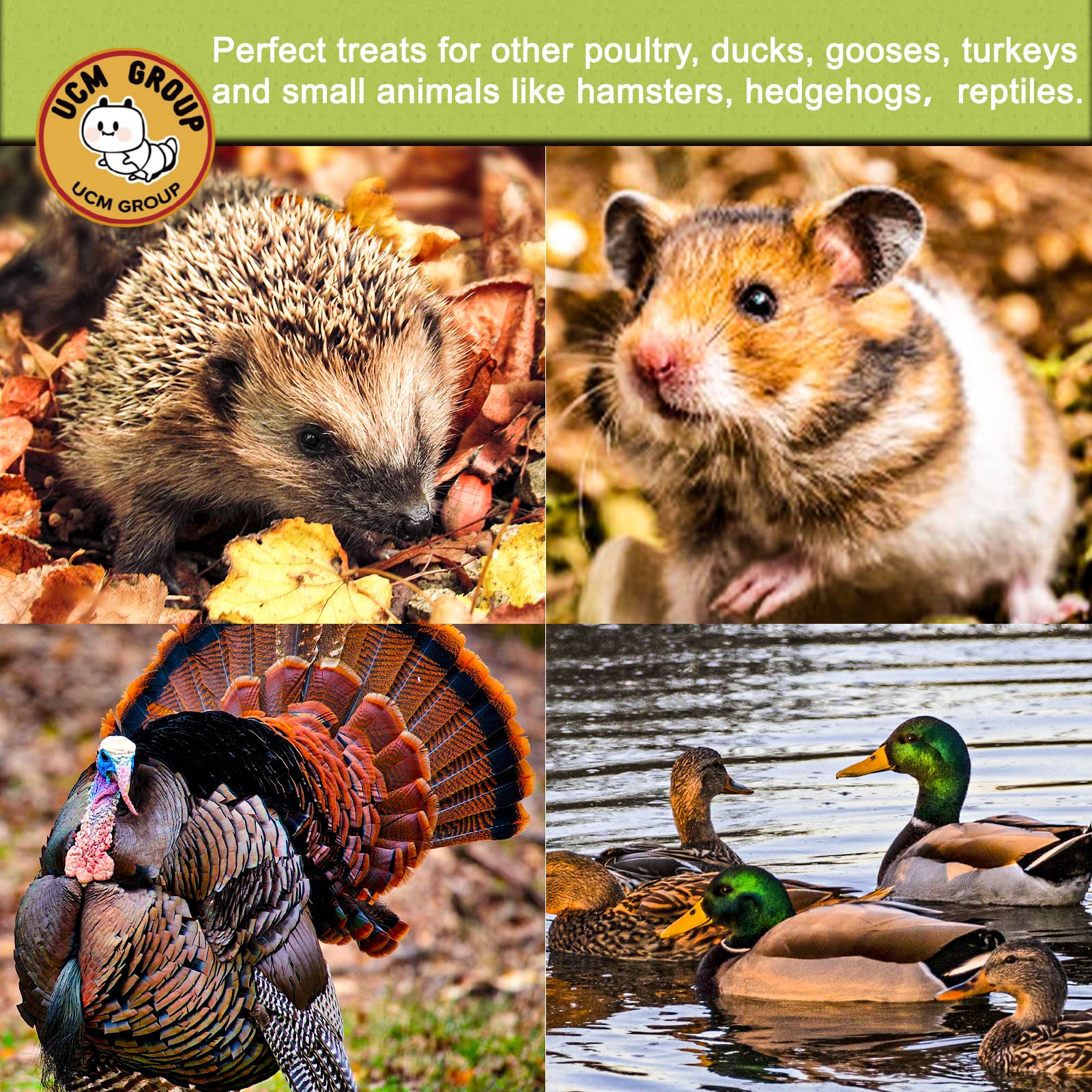 UCM Group 5lb dried BSFL non-GMO-quality label image signals additive-free, natural chicken treats