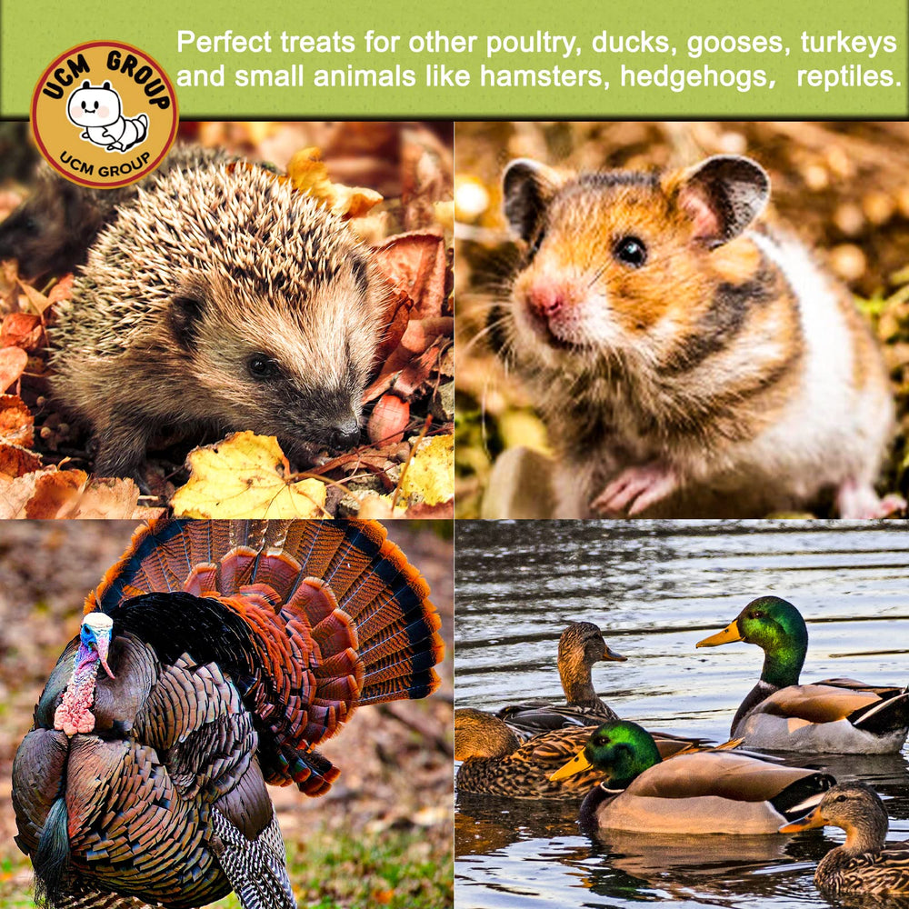 UCM Group 5lb dried BSFL non-GMO-quality label image signals additive-free, natural chicken treats