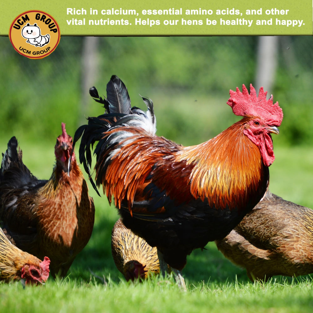 UCM Group 5lb dried BSFL poultry-protein image highlights protein-rich feed for stronger feather growth