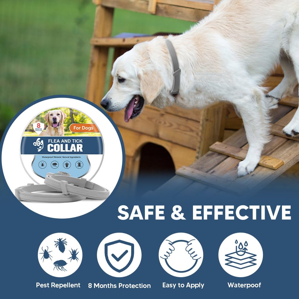 UDyoude flea collar on dog's neck demonstrates secure fit during active play.