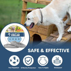 UDyoude flea collar on dog's neck demonstrates secure fit during active play.