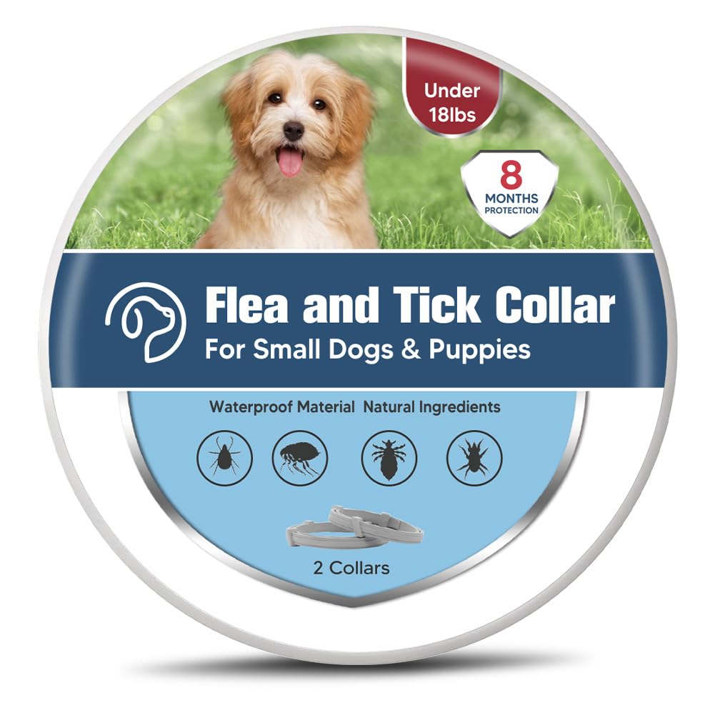 UDyoude flea collar close-up on small dog shows secure buckle and fit