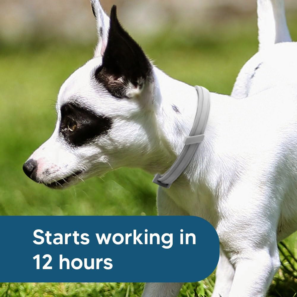UDyoude flea collar during rain illustrates weatherproof protection