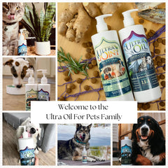 Ultra Joint helps a dog run with smoother joint comfort