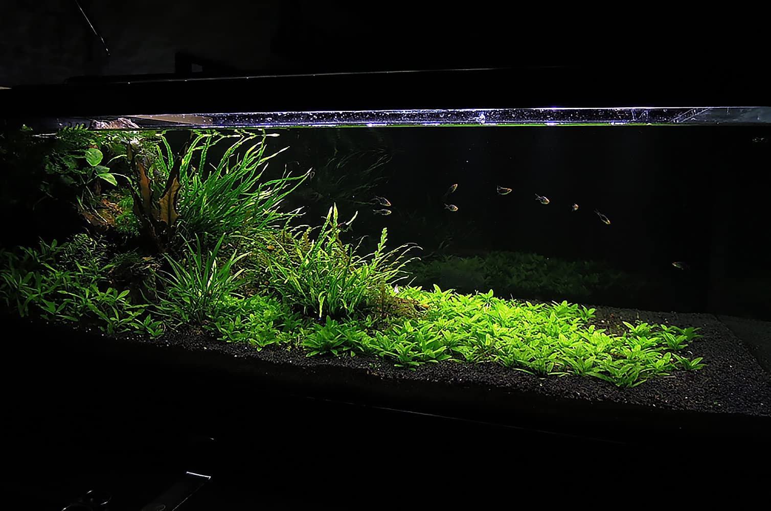 Ultum Nature Systems Controsoil eco-friendly substrate supports aquatic life