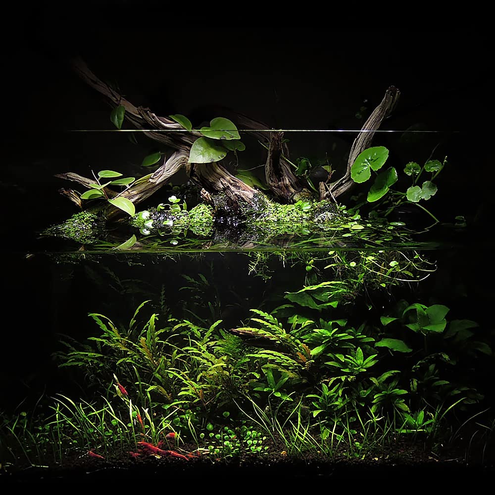 Controsoil planted-tank setup emphasizes vibrant roots and clearer water