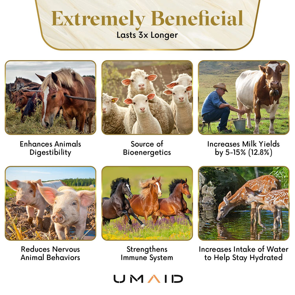 UMAID salt lick in pasture with multiple animals