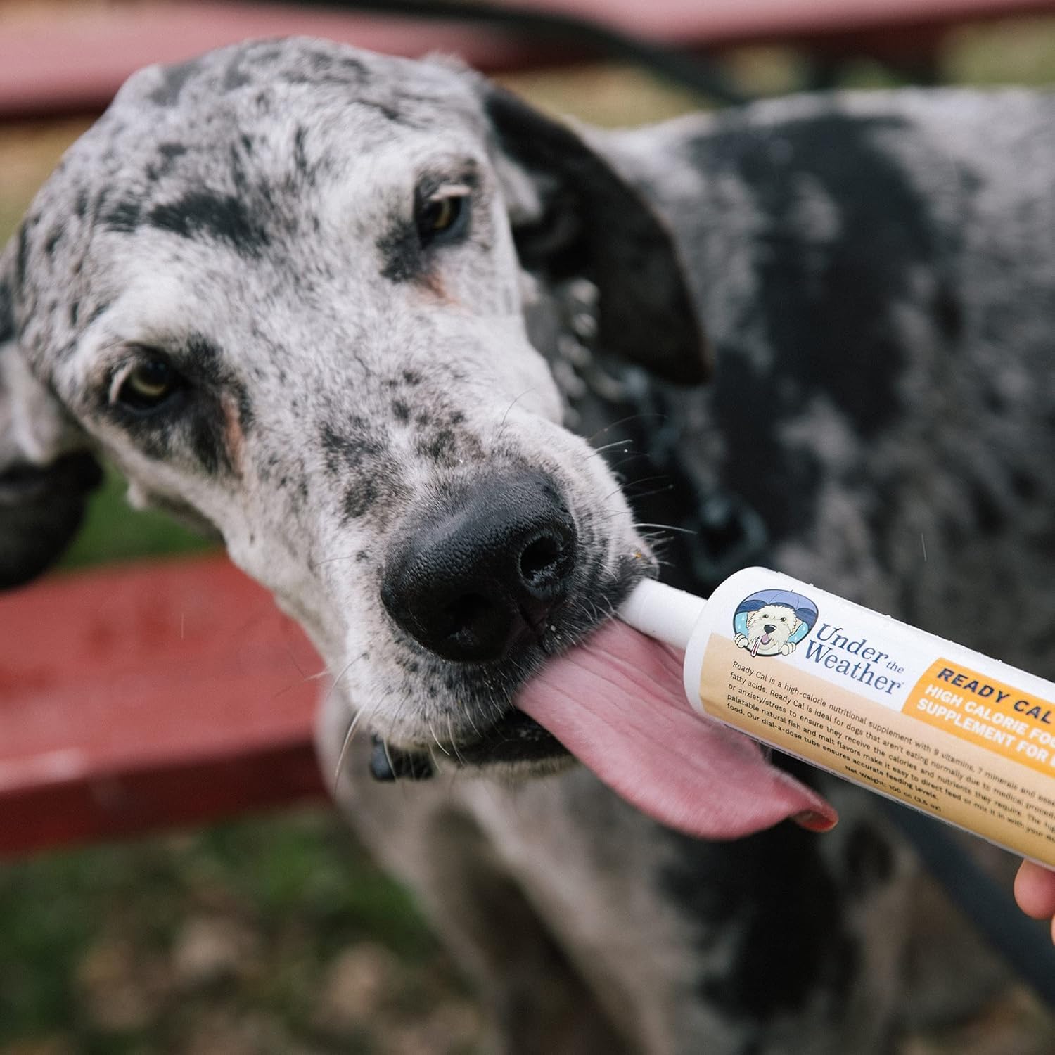 Under the Weather Ready Cal for Dogs active scene shows energy-supportive supplement use during play