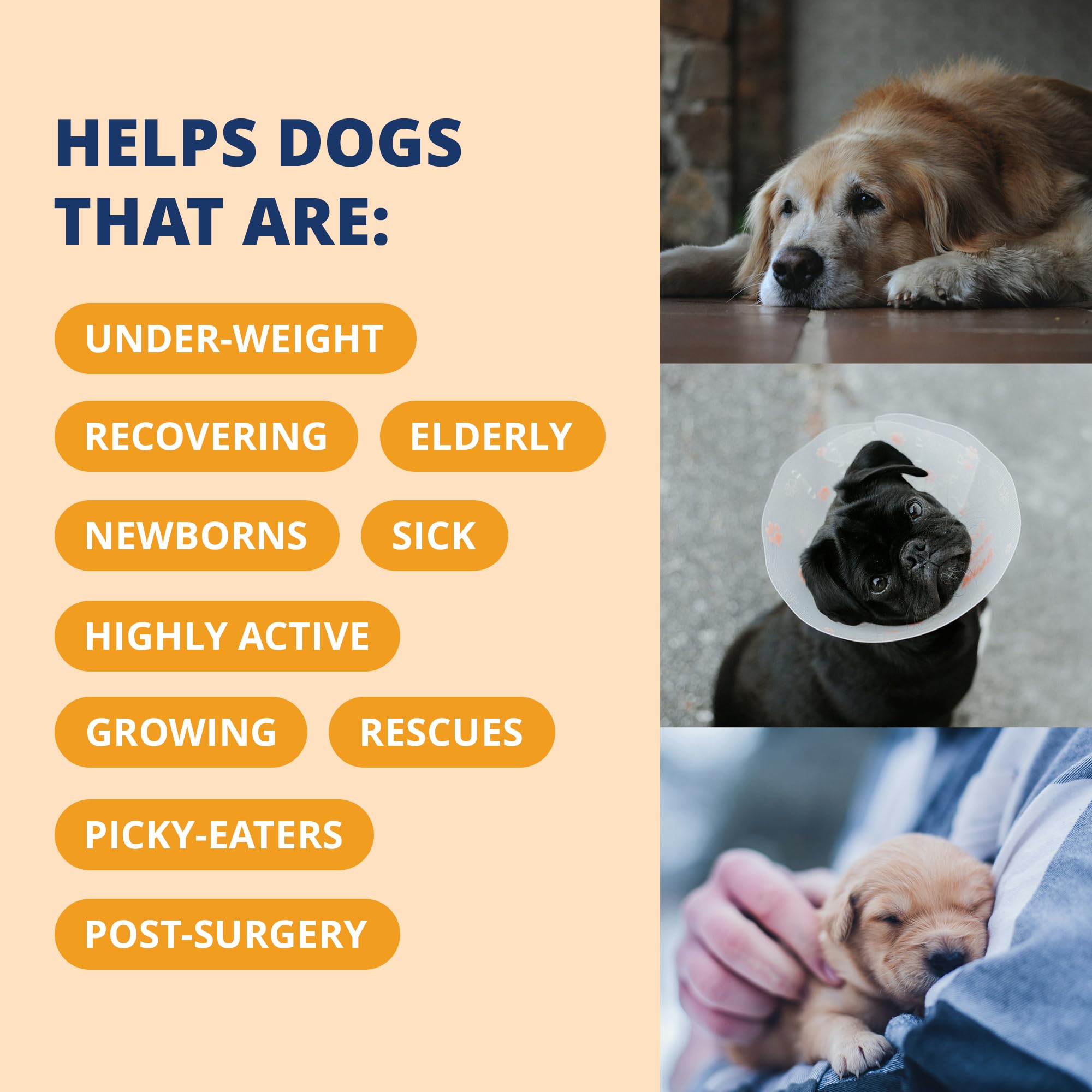 Under the Weather Vet-formulated Ready Cal Plus Gel, trusted nutrition for growing puppies and senior dogs