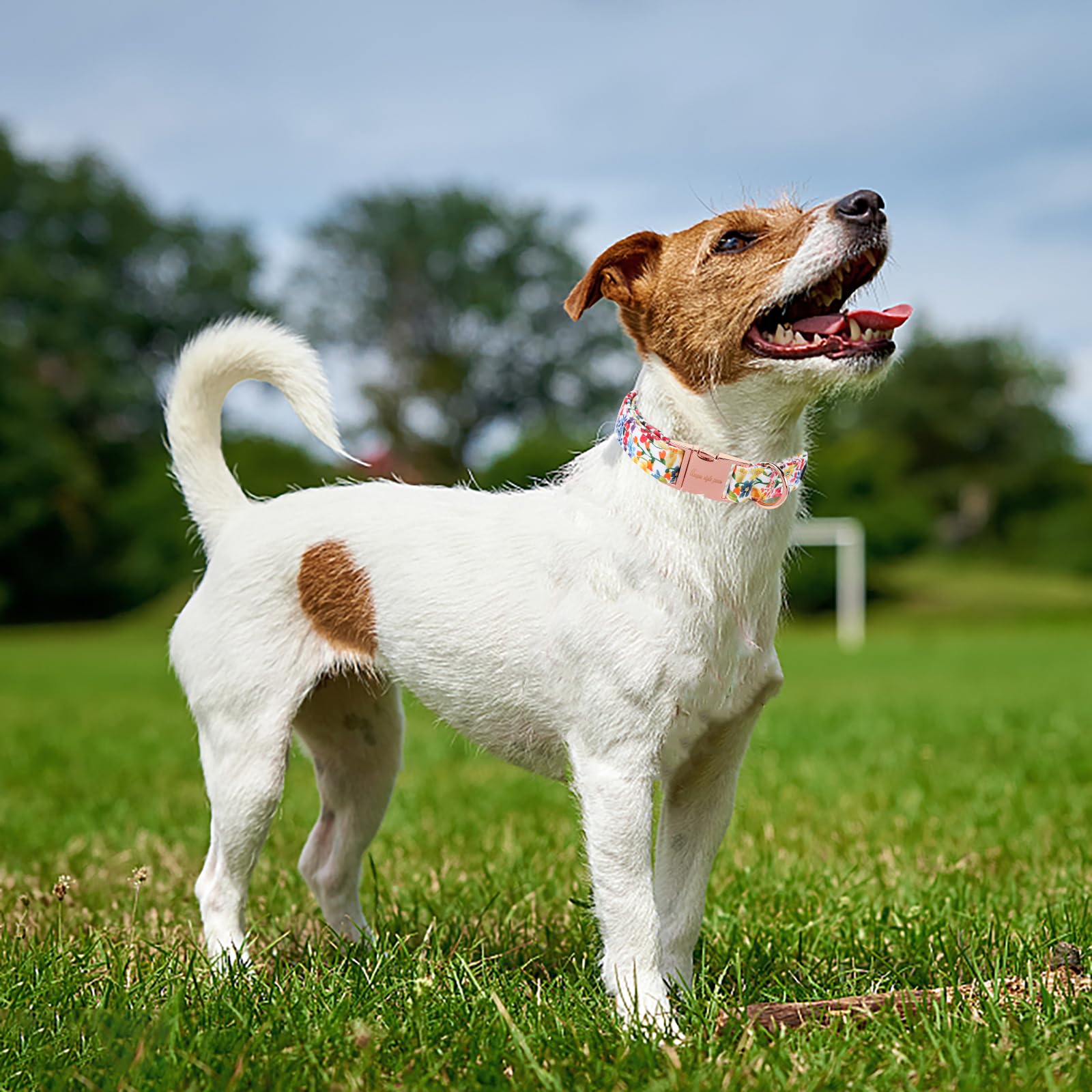 Unique Style Paws adjustable D-ring collar demonstrating growth-friendly fit