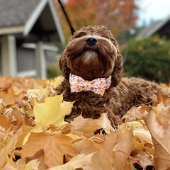 Unique Style Paws Blue Leaf Flower Collar detail with soft fabric and gentle wear.