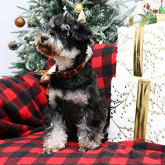 Unique style paws adjustable buckle collar fits growing dogs.