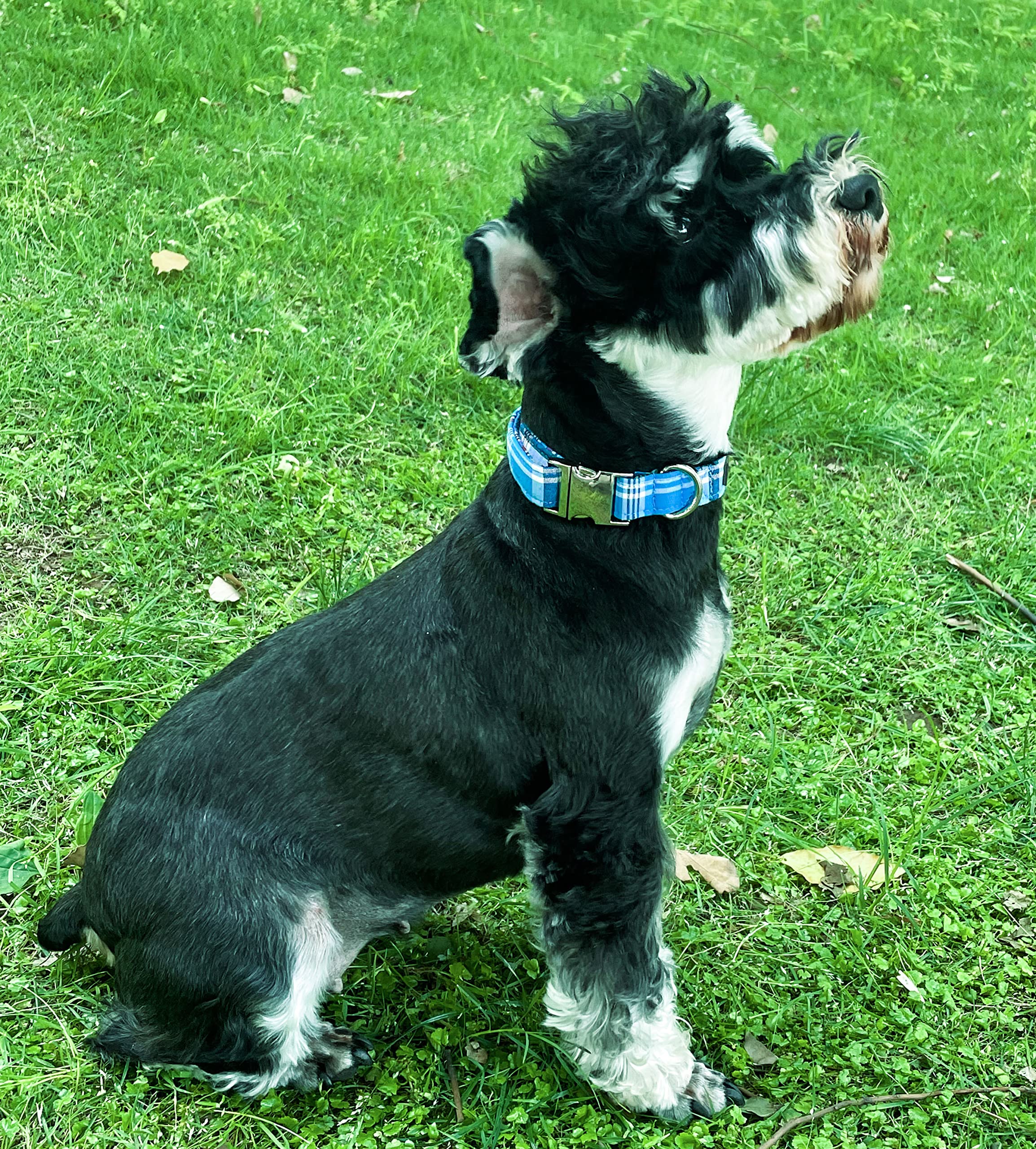 Unique style paws D-ring and stitching—reinforced strength for growing dogs.