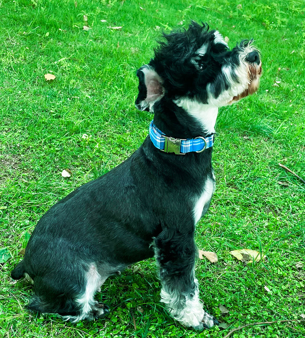 Unique style paws D-ring and stitching—reinforced strength for growing dogs.