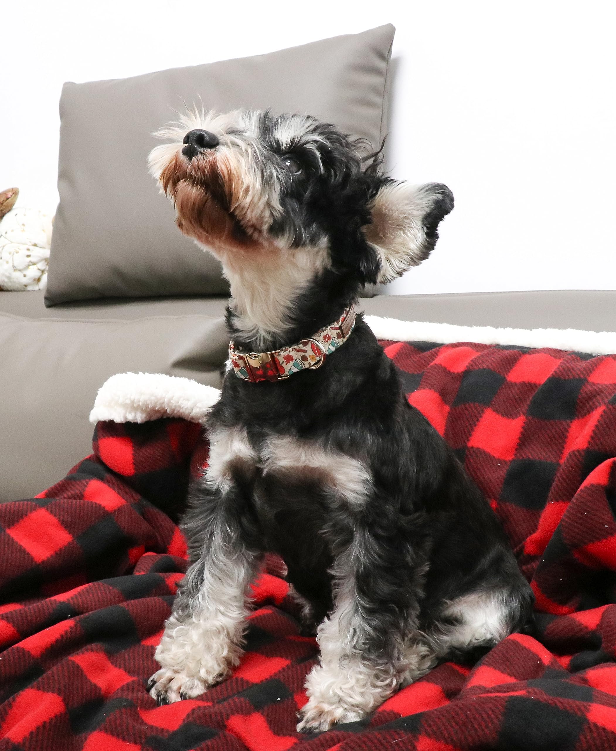 Unique Style Paws reinforced D-ring and stitching ensure leash security.