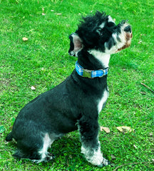 Unique style paws D-ring and stitching—reinforced strength for growing dogs.