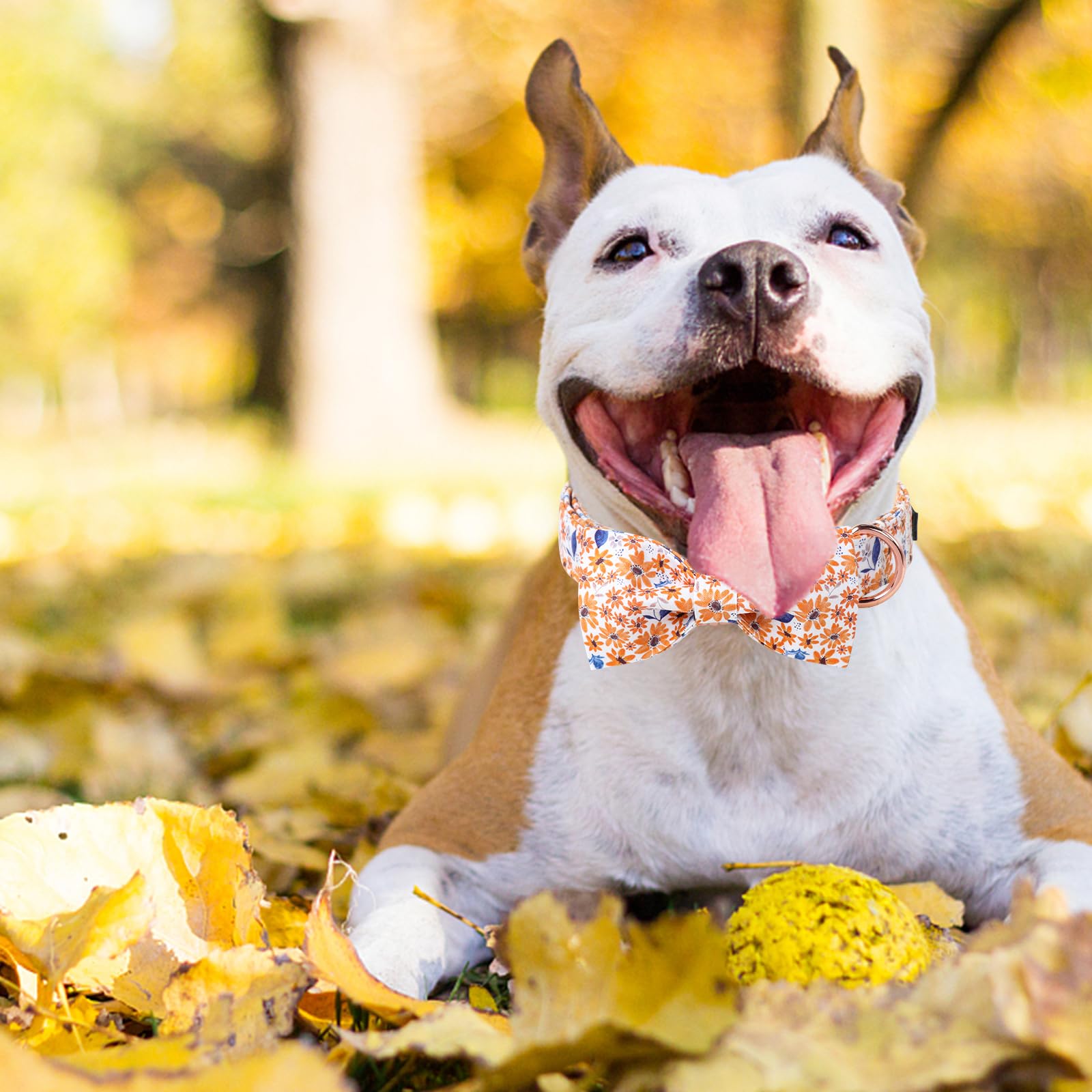 Unique Style Paws Adjustable XS-XL Collar, ensures a secure fit for dogs of all sizes.